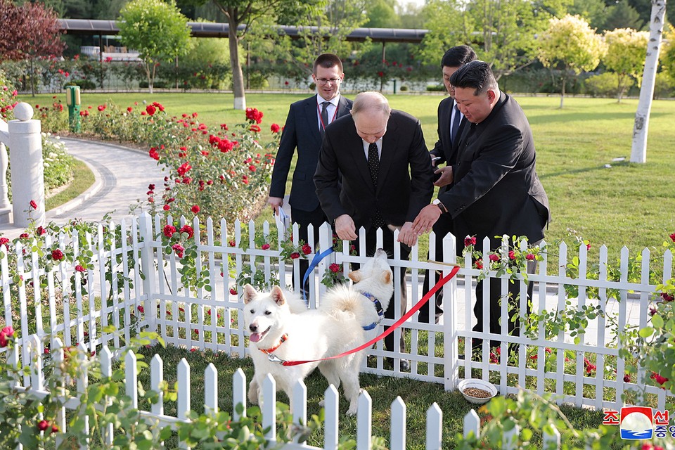 Слово пхунсана: чем известны собаки из Северной Кореи, подаренные Владимиру Путину