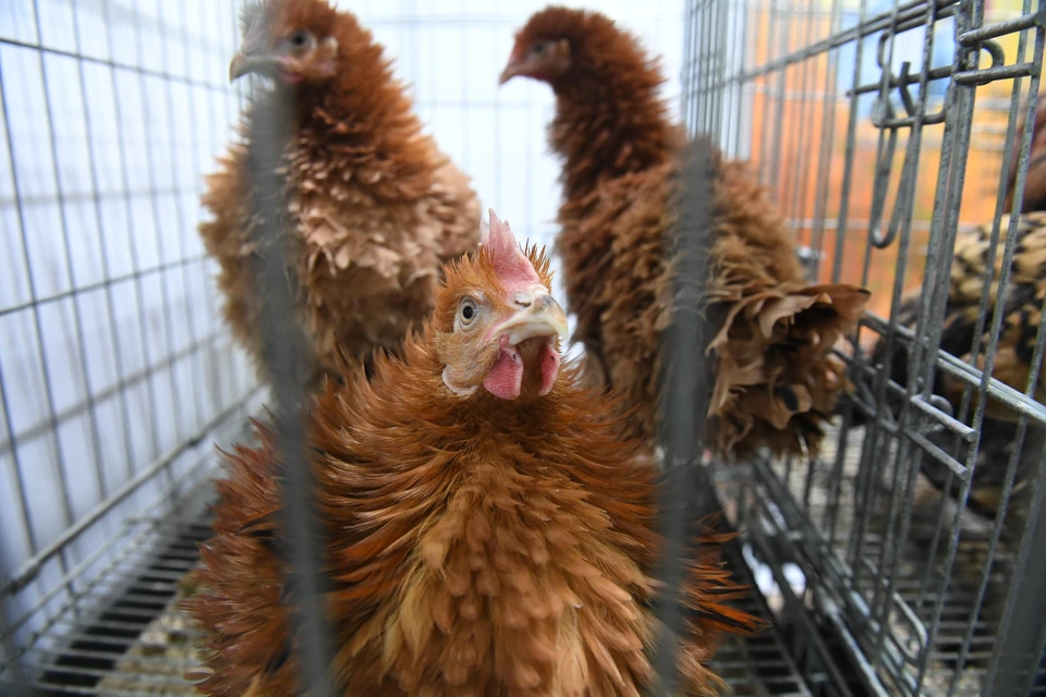 С начала года в импортной продукции из разных стран были выявлены сальмонеллы.