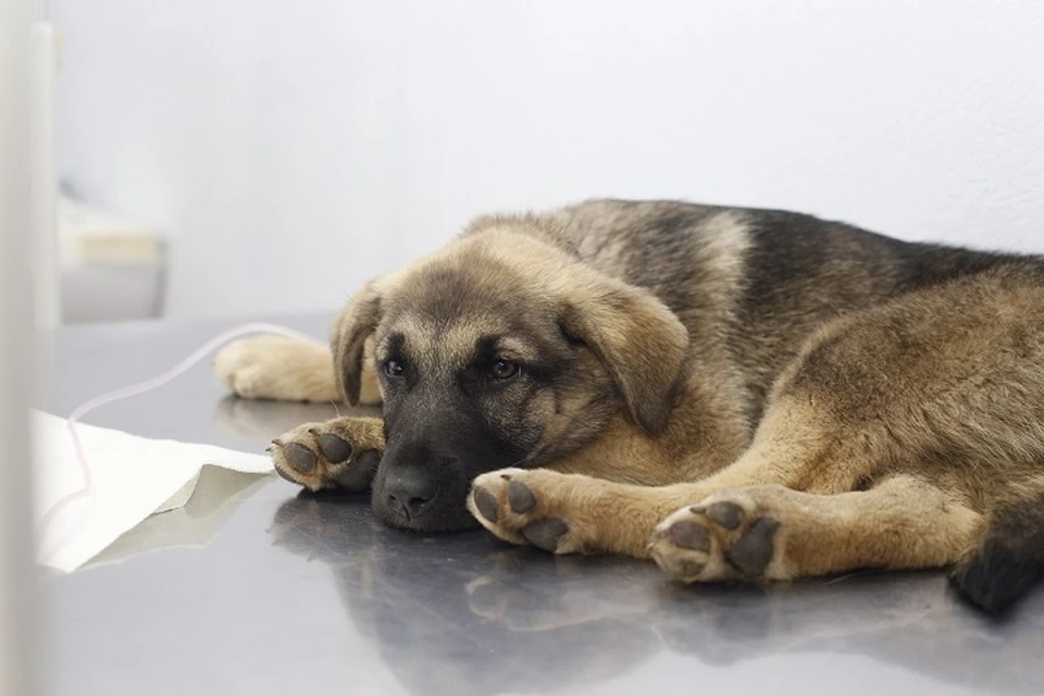 Один из выживших щенков Мира, сейчас находится на лечении. Фото: предоставила Татьяна Лаврова