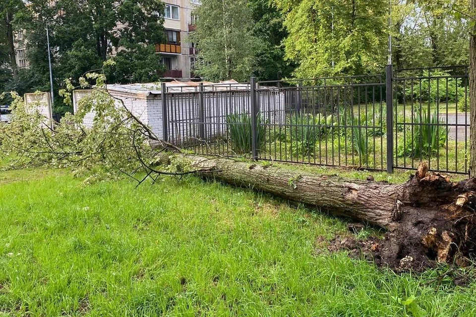 Следователи проводят проверки после гибели двоих человек в Петербурге во время урагана. Фото: пресс-служба прокуратуры Петербурга