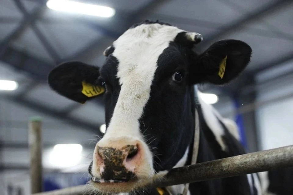В Татарстане прошёл конкурс красоты среди молочных коров «Краса АгроВолги»