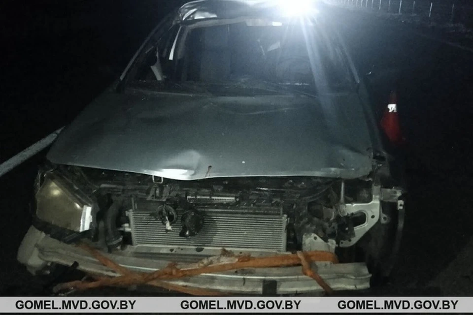 Под Гомеле в ДТП с лосем пострадала пассажирка авто. Фото: УВД Гомельского облисполкома.