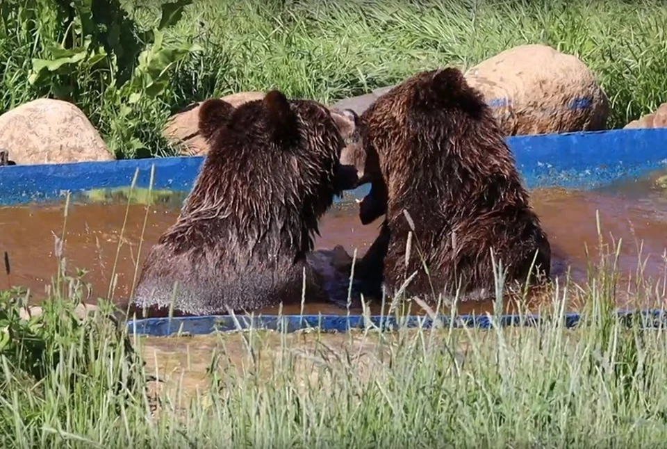 Мишкам в зоопарке установили ванну с водой. Скриншот с видео, Ярославский зоопарк