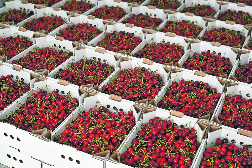 Вкусовые качества ягоды удовлетворят даже самого строгого гурмана.