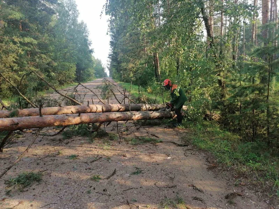 Во время шквалистого ветра 13 и 14 июля, который валил деревья и рвал крыши, пострадали люди, которые были на отдыхе. Фото: телеграм-канал Минлесхоза носит иллюстративный характер.