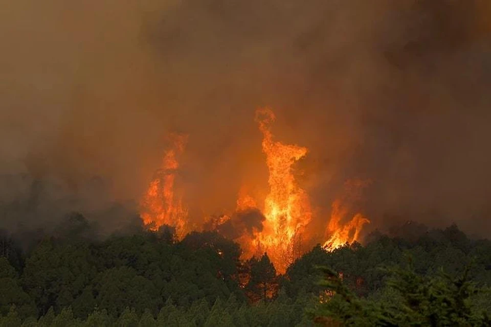 В Стамбуле вспыхнул лесной пожар на площади четырех гектаров