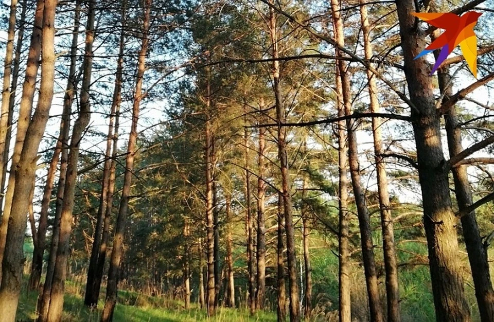 Сосен в «Олимпике» станет меньше.