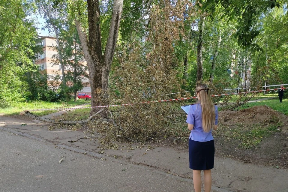 Горожане неоднократно просили администрацию города разобраться с аварийным деревом. Фото: СУ СКР по Кировской области