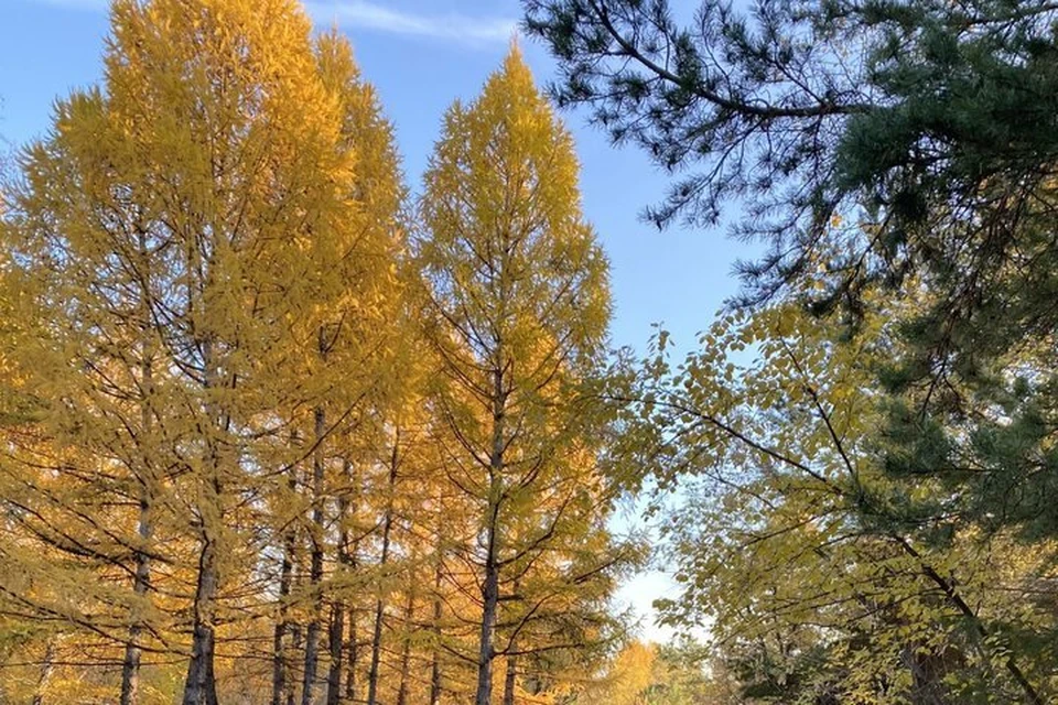 Она передаётся человеку через укусы насекомых.