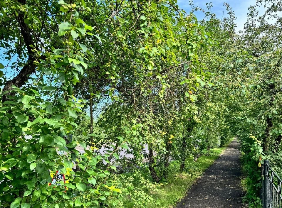 В красноярских Черёмушках снесут яблони. Фото: Управление дорог Красноярск