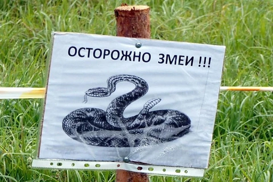 Врач сказал, почему укусы змеи особенно опасны для детей. Фото: архив «КП».