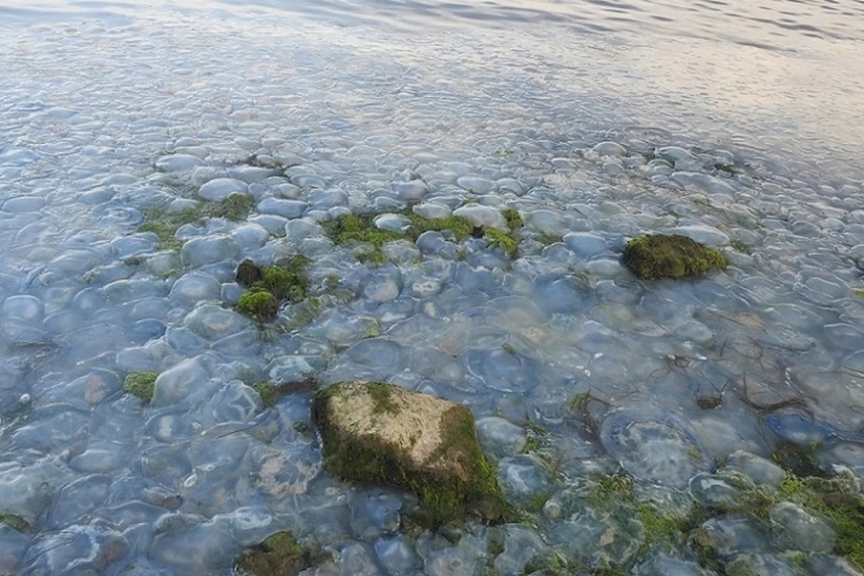 Больше всего медуз у берегов Азовского моря. Фото: Владимир Мордунов