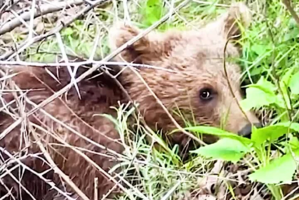 Фото: стоп-кадр видео