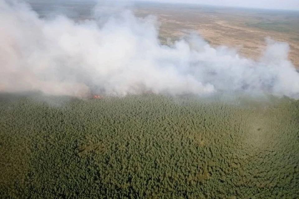 Появилась версия, почему возник пожар на Ольманских болотах. Фото: архив Минлесхоза.