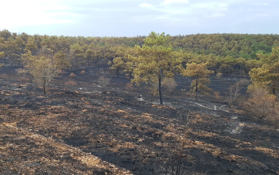 Всего в тушении пожара в Симферопольском районе участвовало 288 человек. Фото: Ольга Славгородская в VK