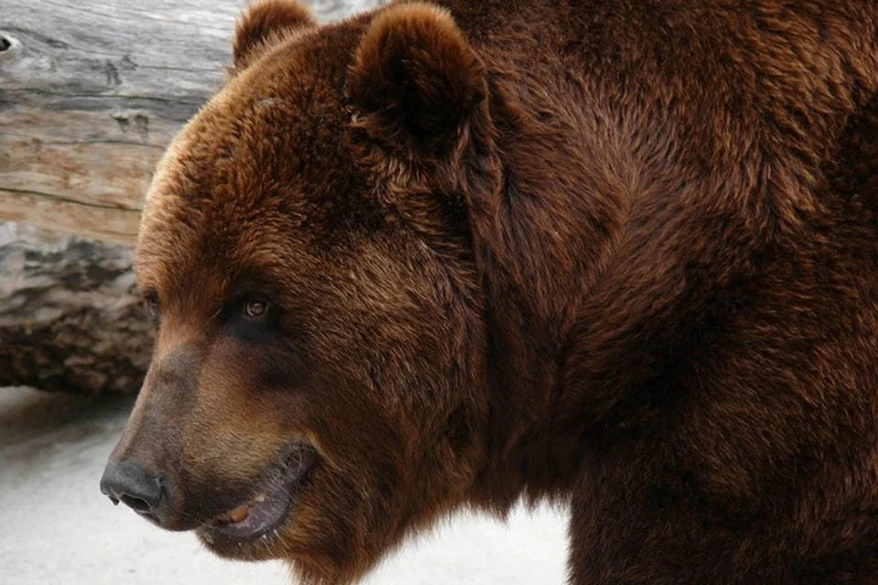 СК: В Приморье двое мужчин погибли после нападения медведя на дачный дом