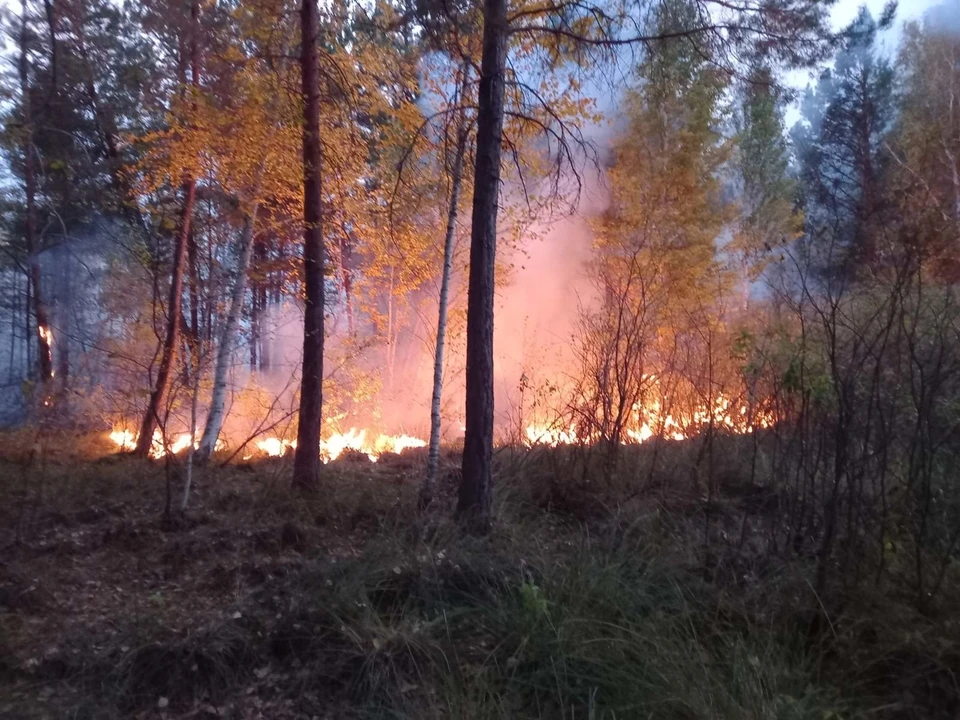 Площадь лесного пожара в Самарской области увеличилась. Фото: Социальные сети.