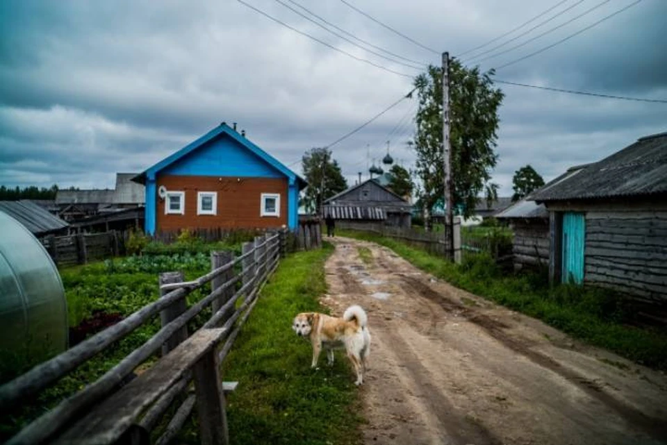 В хуторе под Ростовом собаки набросились на заводчицу, а потом и на ее мать