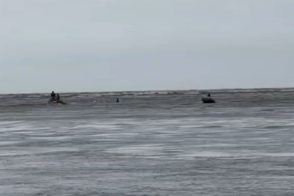 Момент выхода косаток в море. Фото: принтскрин видео ГУ МЧС России по Камчатскому краю