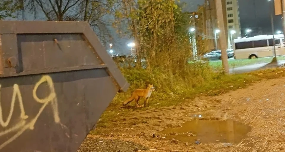 Лису заметили в Калуге