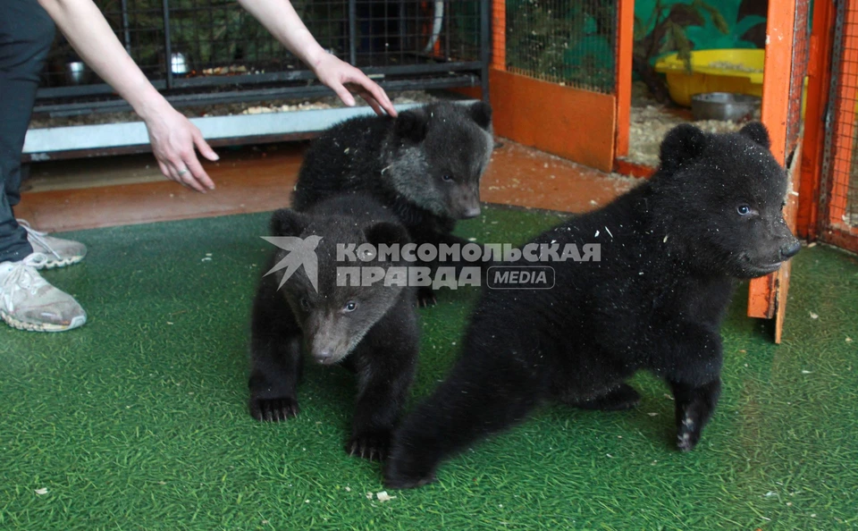 Медвежат тогда - двух мальчиков и двух девочек, под временную опеку приняло руководство Оренбургского цирка.