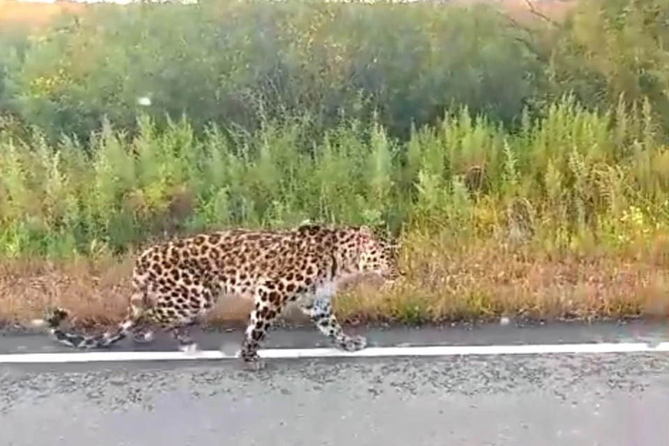 Леопарда увидели в Уссурийском ГО.