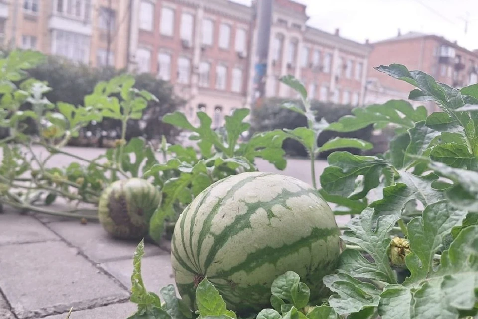 Арбузы смогли вырасти на оживленной пешеходной дорожке.