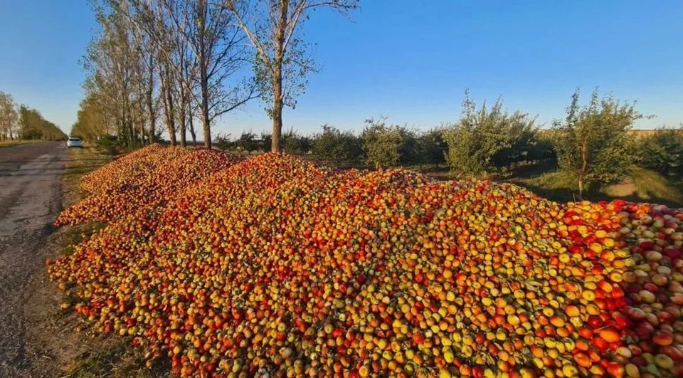 Где-то яблоки гниют, а в Кишиневе стоят 15 леев за кг. Фото: east-fruit