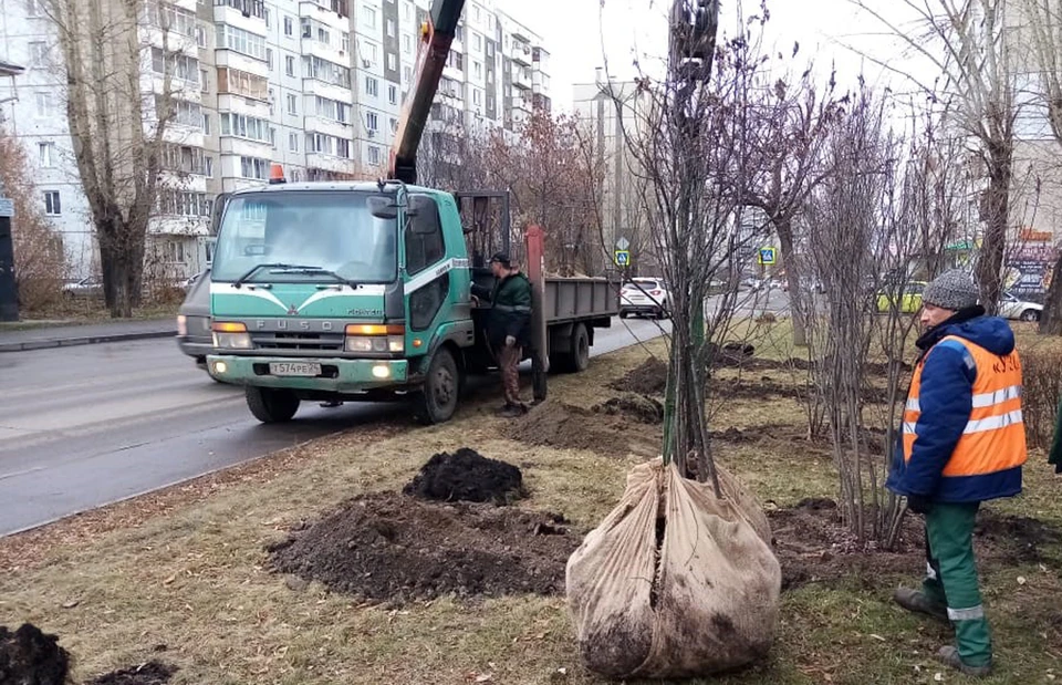 В городе продолжается осенняя высадка деревьев. Фото: мэрия