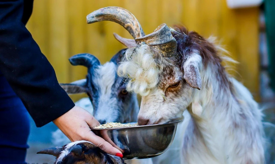 Фото: МБУК «Парки столицы»