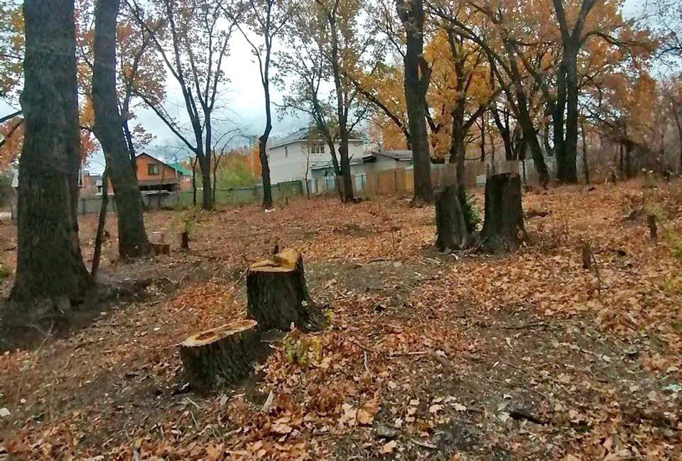 Вместо деревьев в "Дубках" теперь все чаще можно встретить пеньки. Фото предоставлено жителями