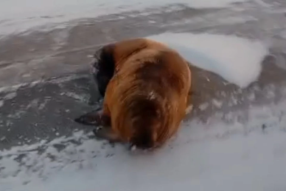 Фото: скриншот из видео. Морж, отдыхающий на дороге.