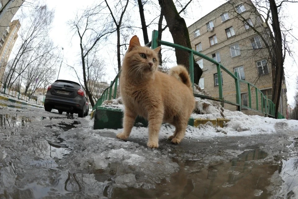 В столицу пришло аномальное тепло