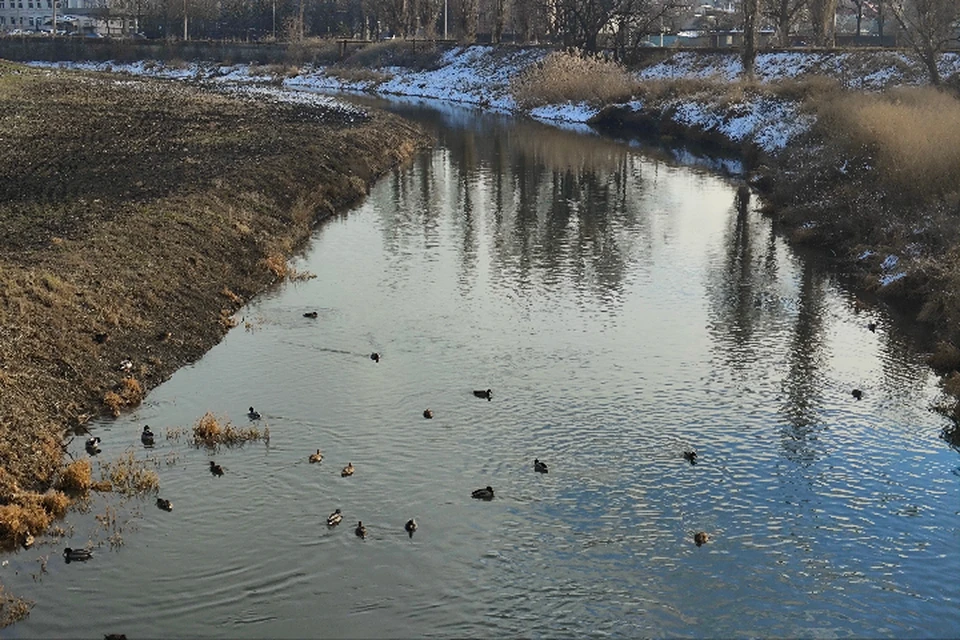 Водоплавающие птицы на реке Лугань