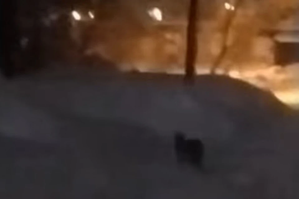 Скриншот видео.