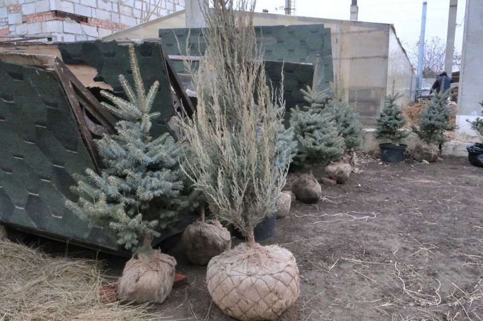 В городе началась подготовка к весенней высадке