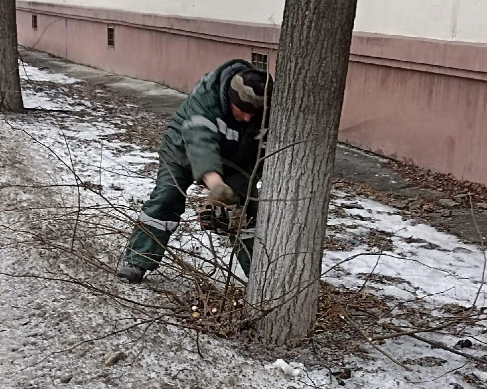 В Ульяновске подрезали 178 деревьев. ФОТО: Центр по благоустройству и озеленению Ульяновска