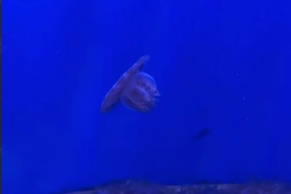 Кассиопея-андромеда. Фото: скриншот видео primocean_aquarium.