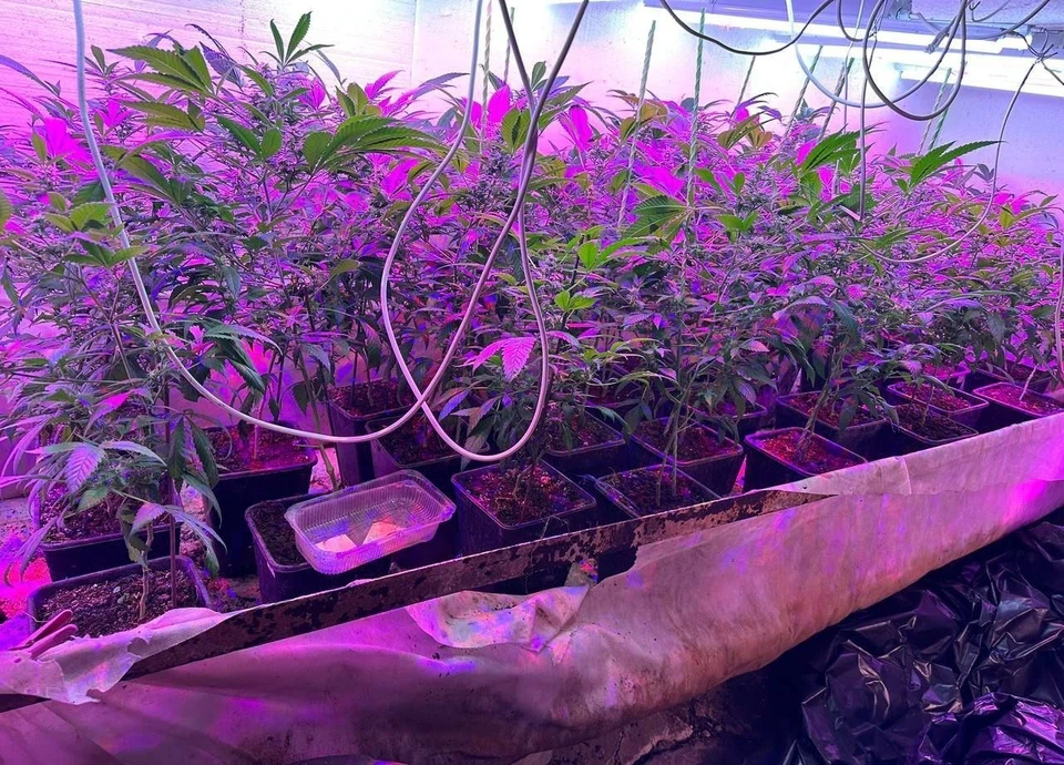 Гражданин создал для растений райские условия. Фото: 82.мвд.рф