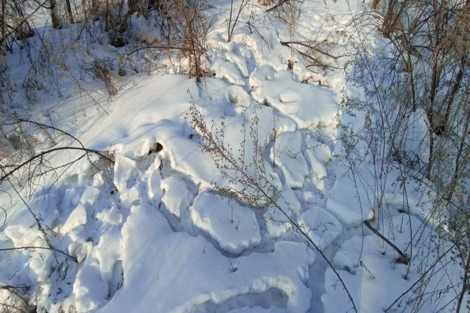 Зимой куропатки греются, прячутся от врагов и ночуют под снегом. В конце зимы их снежные пещеры проваливаются и обнажаются многочисленные "ходы". Фото: Максим Дрюков, Лесопожарный центр Красноярского края