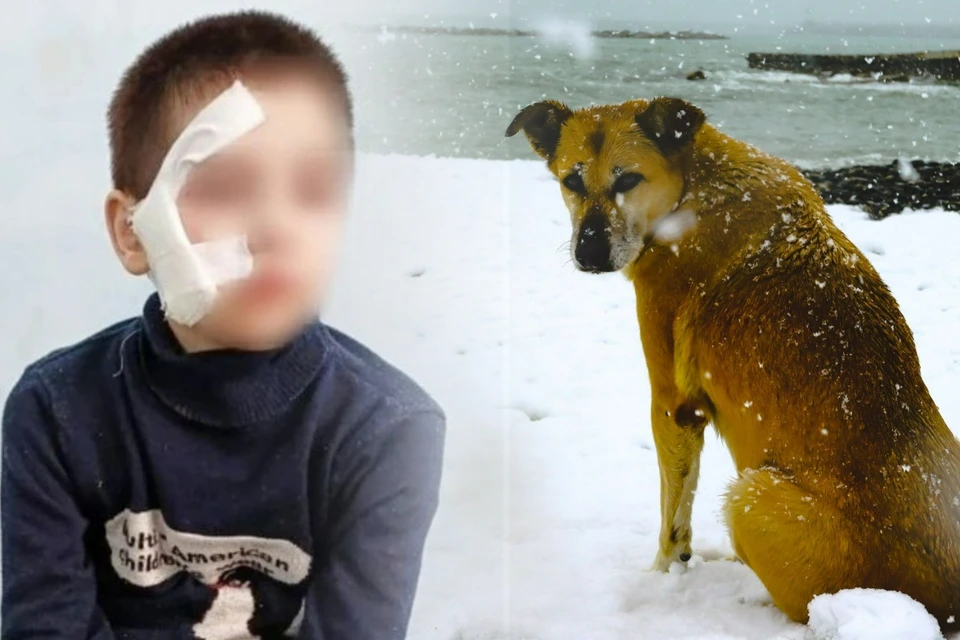 Собака напала на школьника во дворе его дома. Фото: vk.com/kudashodit, Олег Умаров.