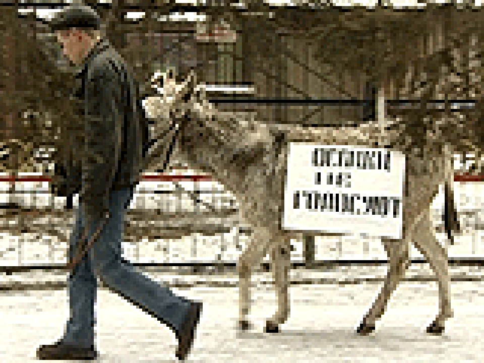 Купить Осла Живого Цена В Ростовской Области