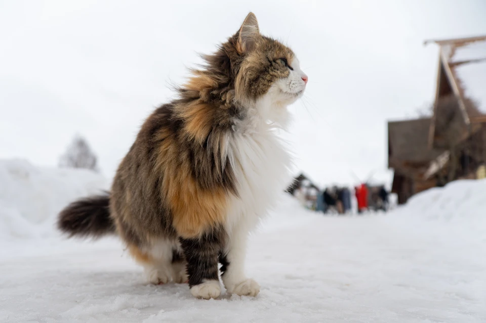 У многих кличек животных древние корни.