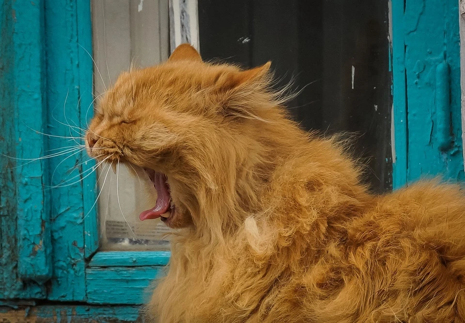 Всех кошек передали в местный приют