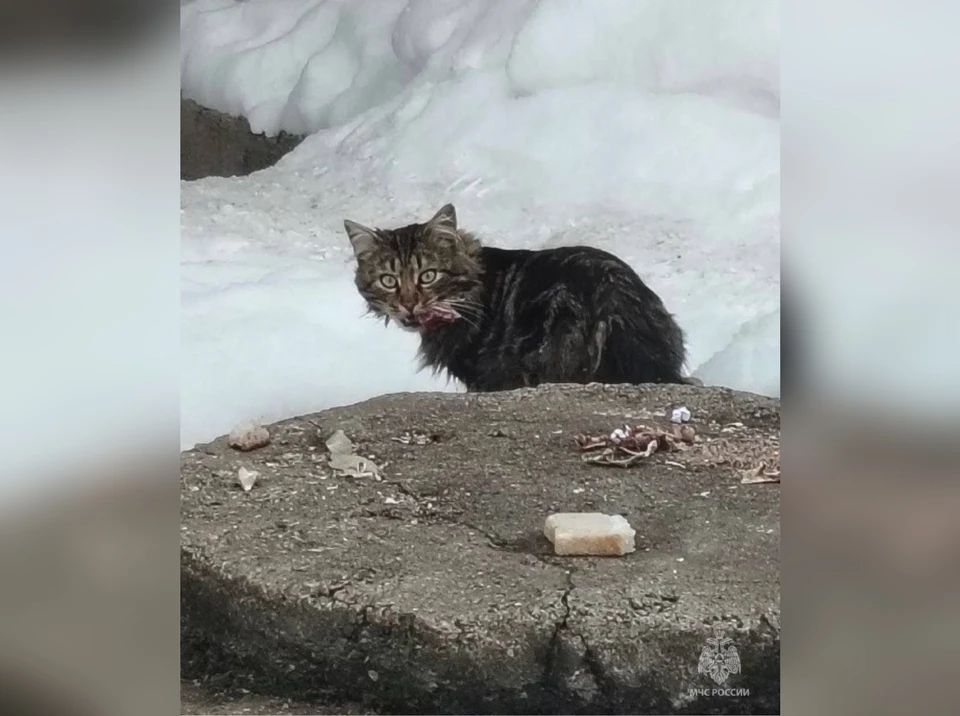 Басика нашли живым после взрыва в доме.