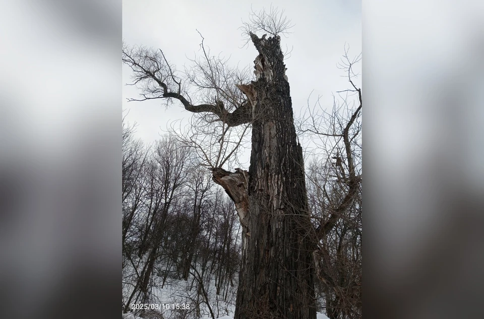 Дерево погибло из-за сильных ветров. Фото: Александр Кондратьев