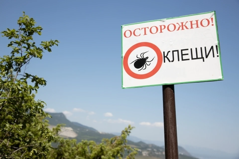 Клещи будут активнее из-за тепла в Новосибирске в 2025 году.