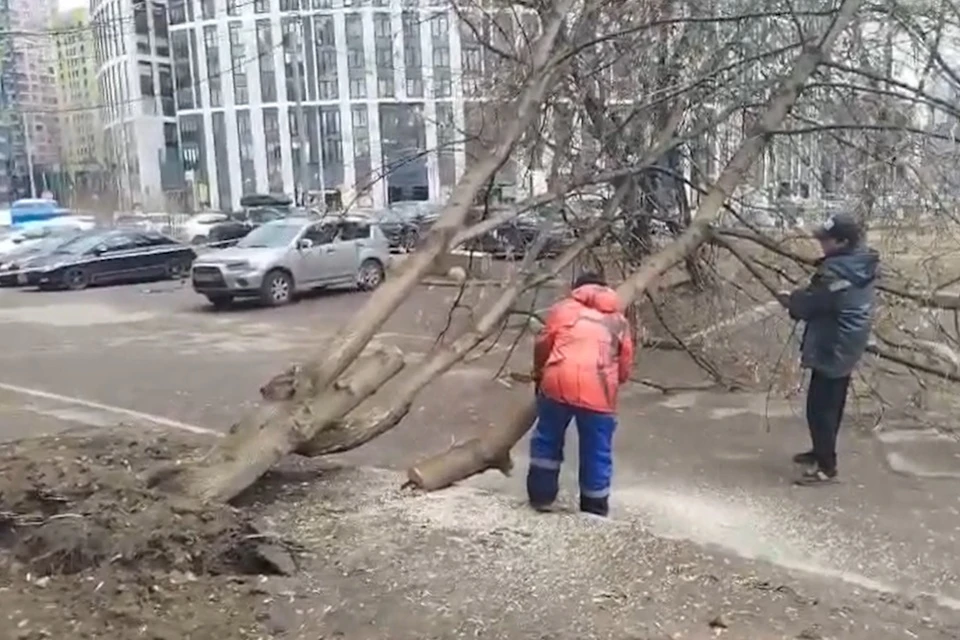 В столице фиксируются случаи падения деревьев из-за сильного ветра.