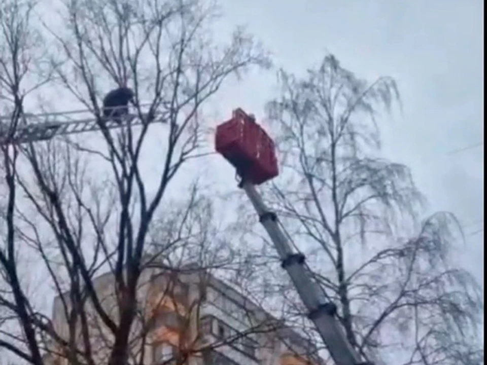 В Белгороде спасатели спустили с дерева наделавшего переполоха на улице Студенческая кота. Фото: ГУ МЧС России по Белгородской области.