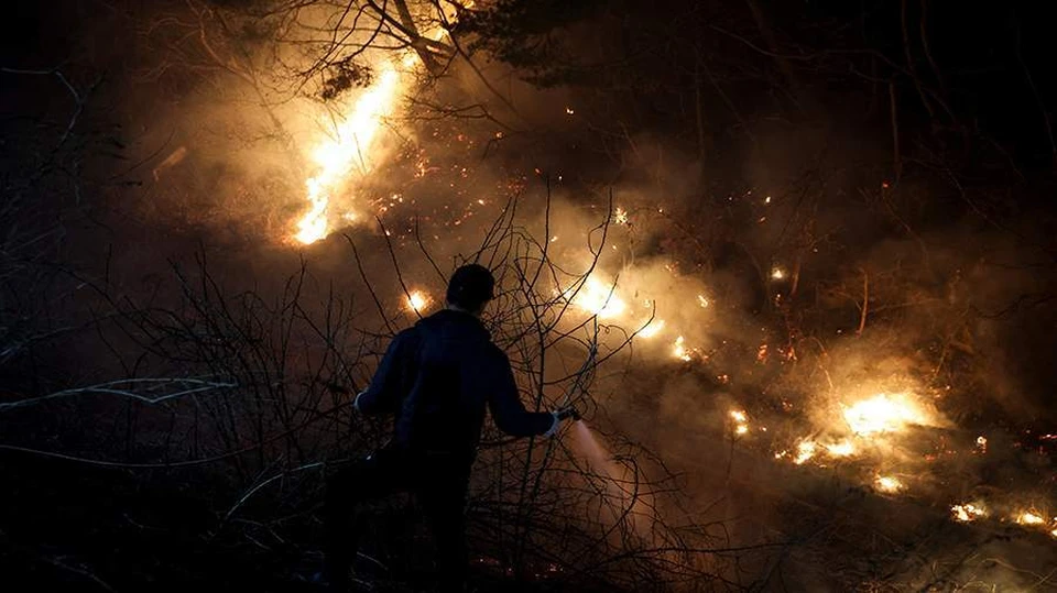 Число погибших из-за лесных пожаров в Южной Корее выросло до 26 человек